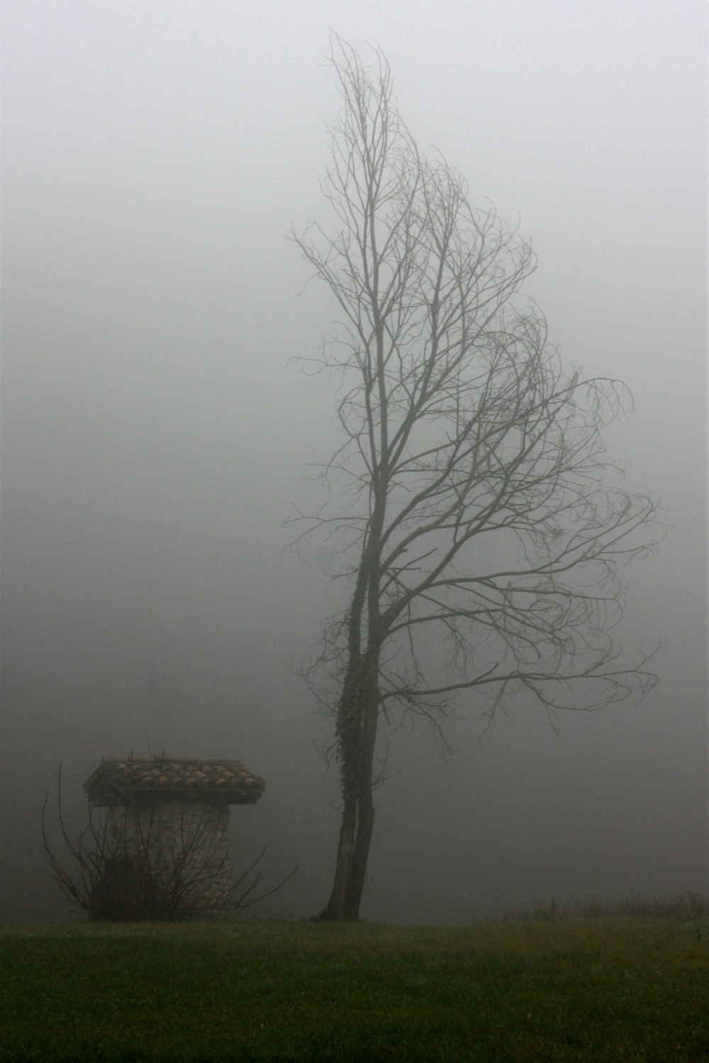 foggy tree and grass field