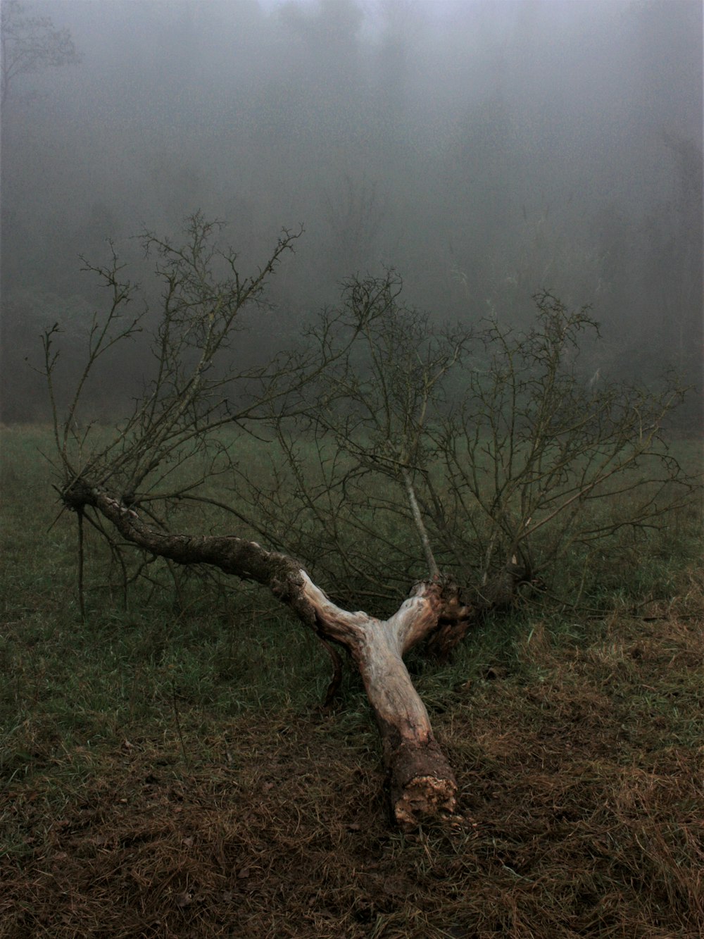 green leafed tree