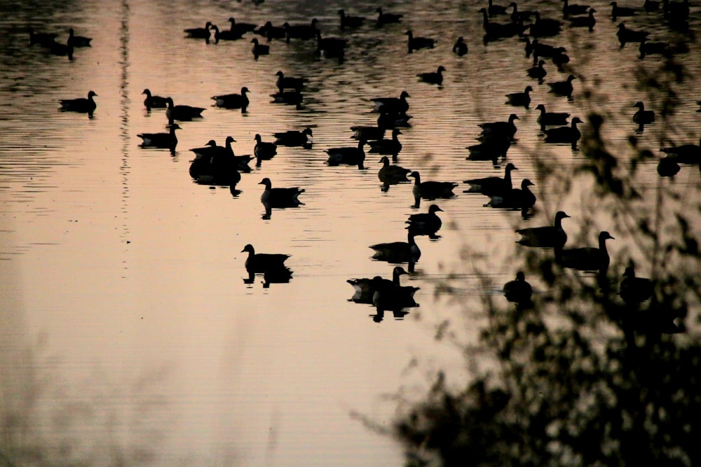 silhouette photography of clock of duck on body of water