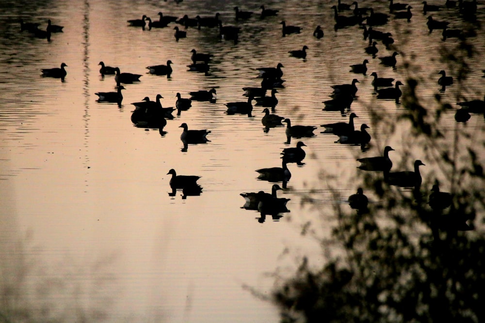Silhouettenfotografie der Uhr der Ente auf dem Gewässer