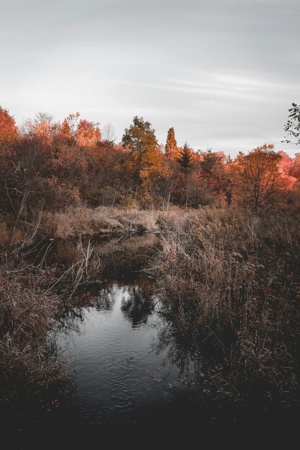 brown and green trees near body of water during daytime