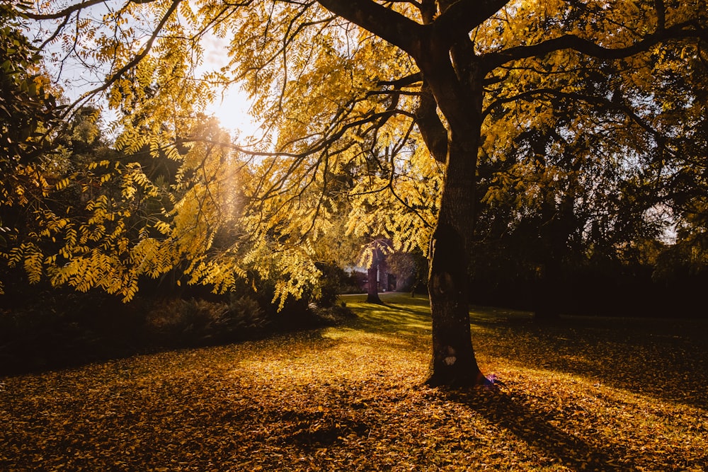 green-leafed trees