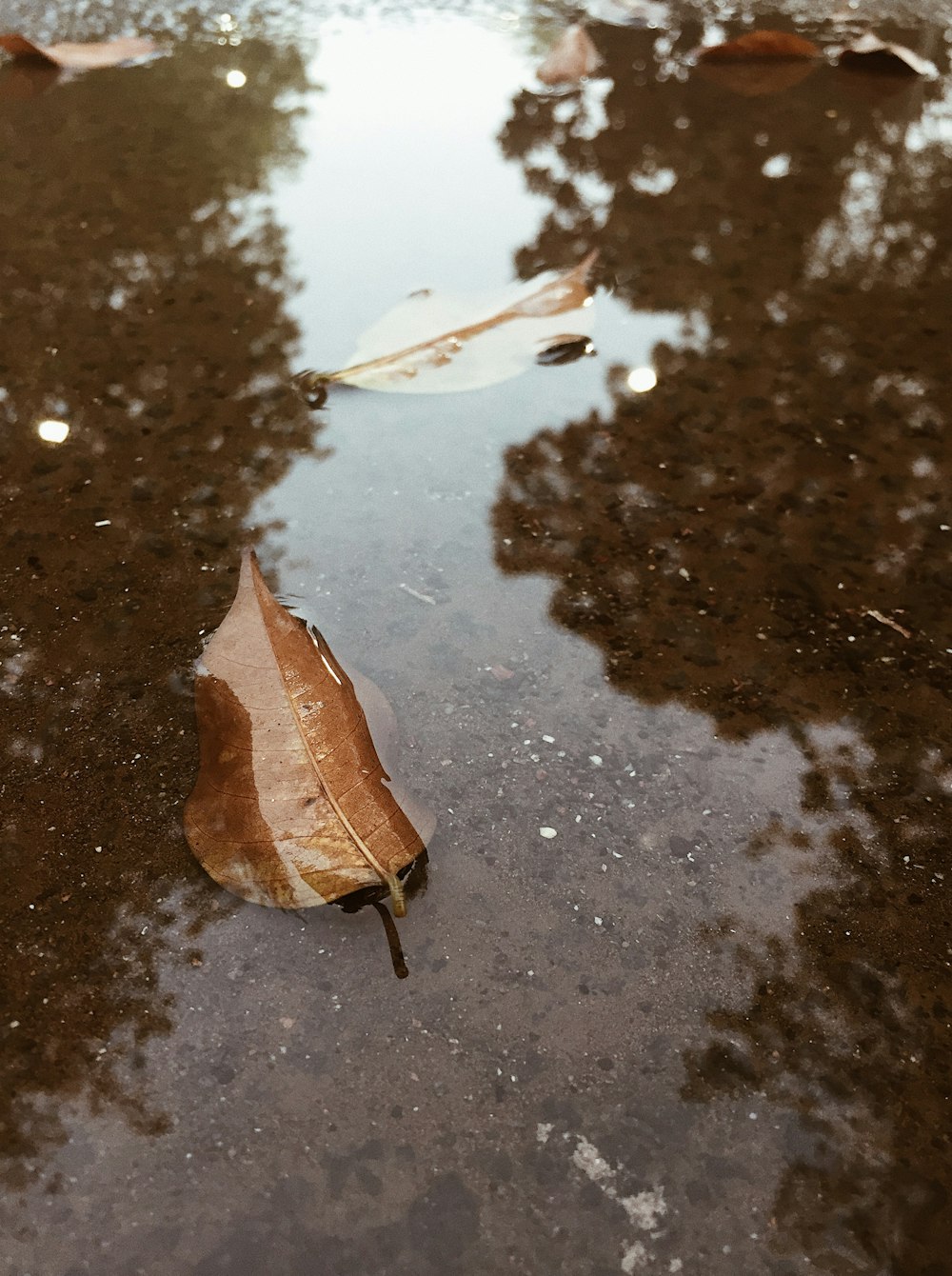 brown leaf