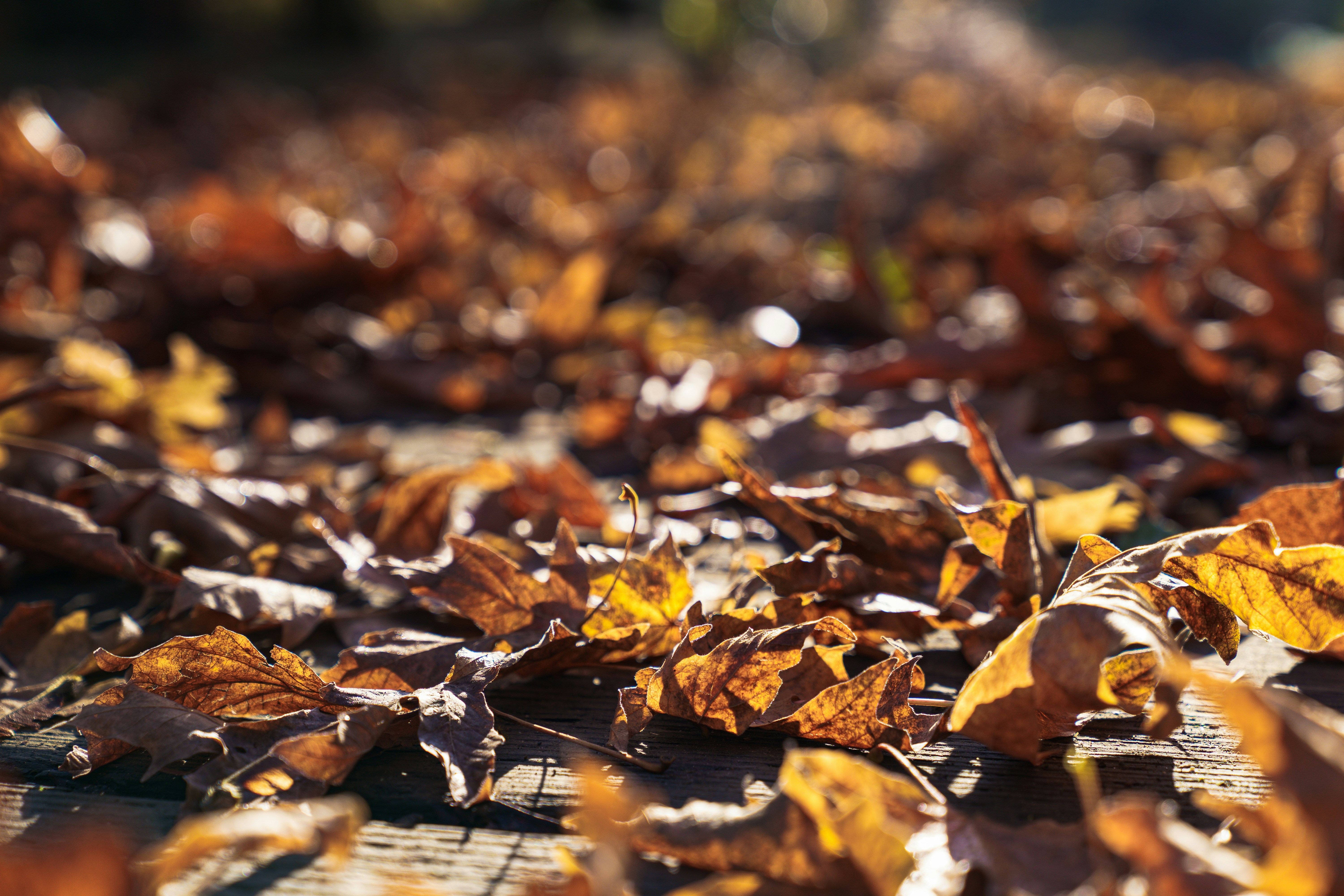 Photo by tomaswilliamsa