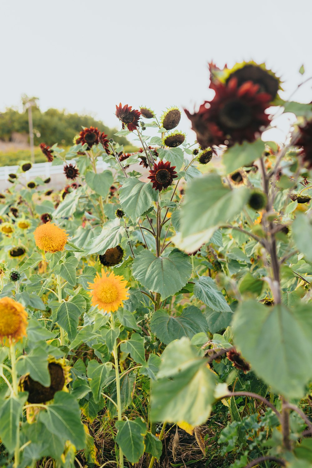 yellow sunflower field