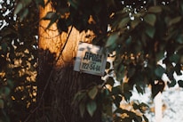 A sign is attached to the trunk of a tree, partially obscured by leaves. The sunlight casts a warm, golden glow on the bark and foliage. The sign contains text with a phone number.