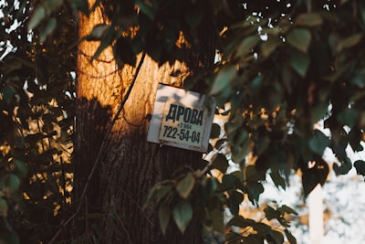 A sign is attached to the trunk of a tree, partially obscured by leaves. The sunlight casts a warm, golden glow on the bark and foliage. The sign contains text with a phone number.