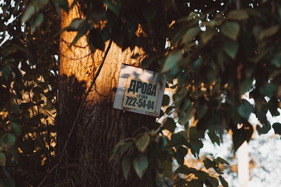 A sign is attached to the trunk of a tree, partially obscured by leaves. The sunlight casts a warm, golden glow on the bark and foliage. The sign contains text with a phone number.