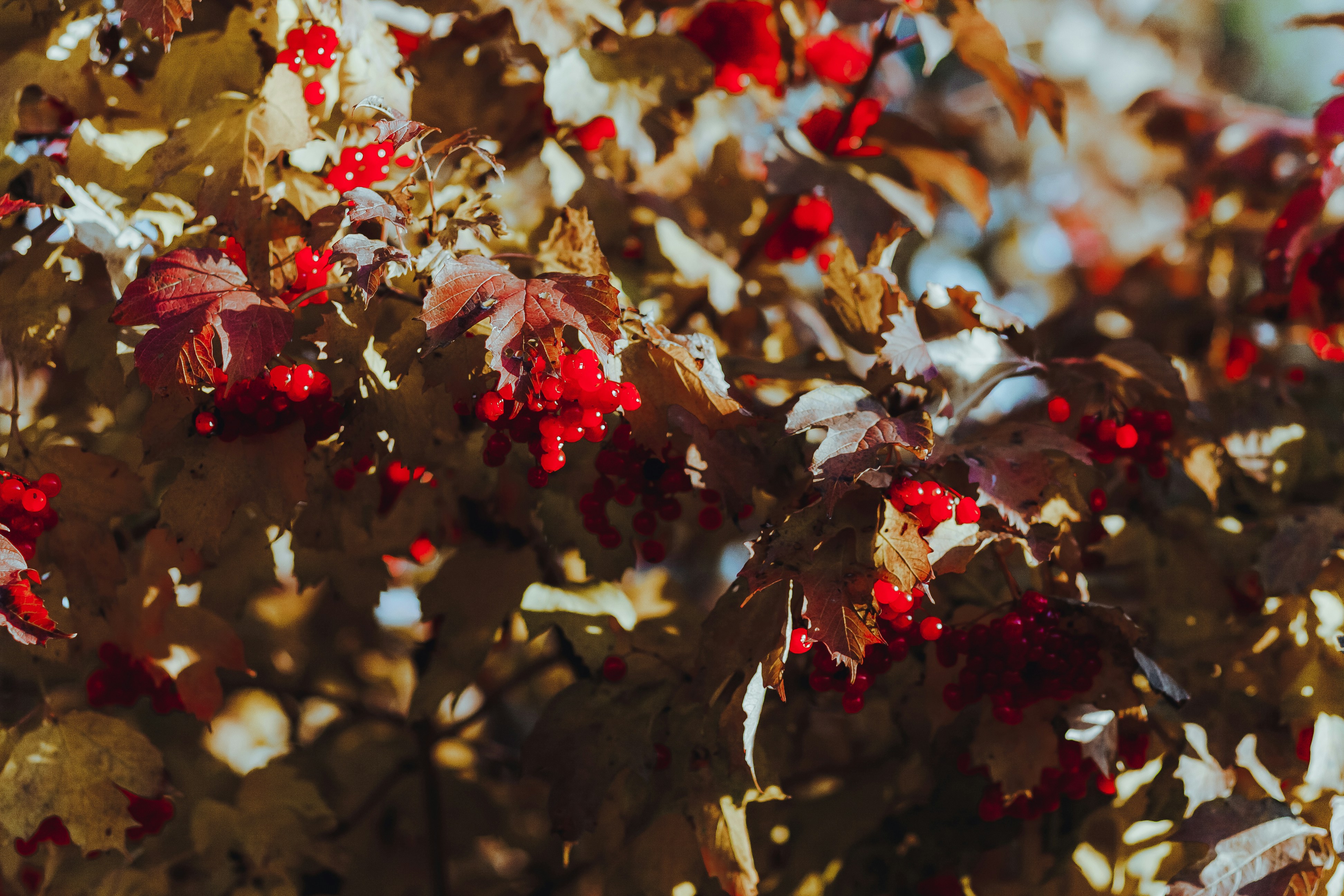 Photo by fearvi