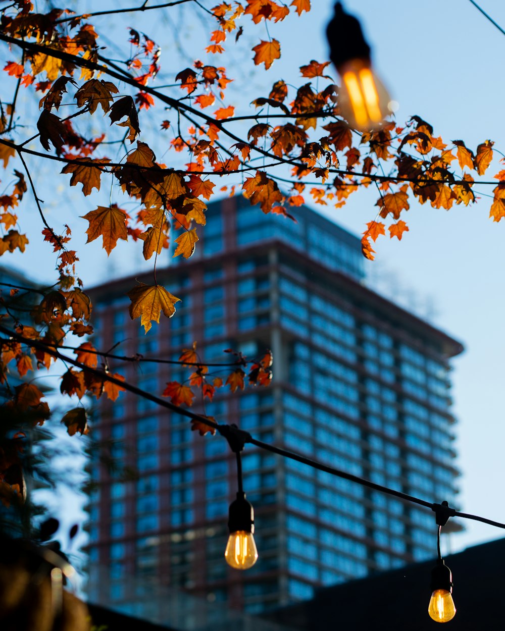 blue and brown high rise building