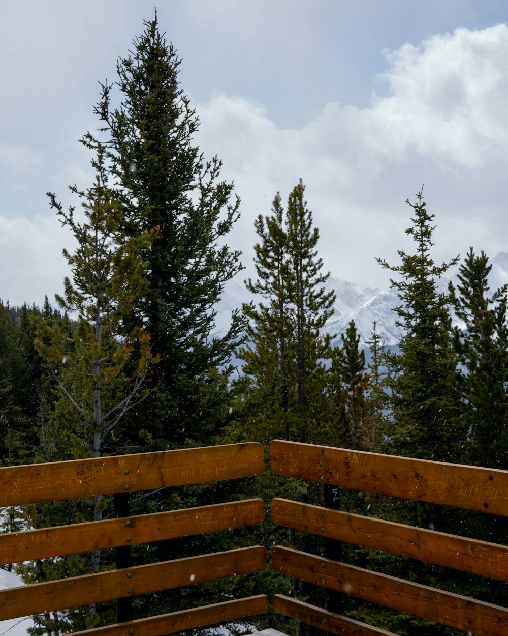 green pine trees and brown railing