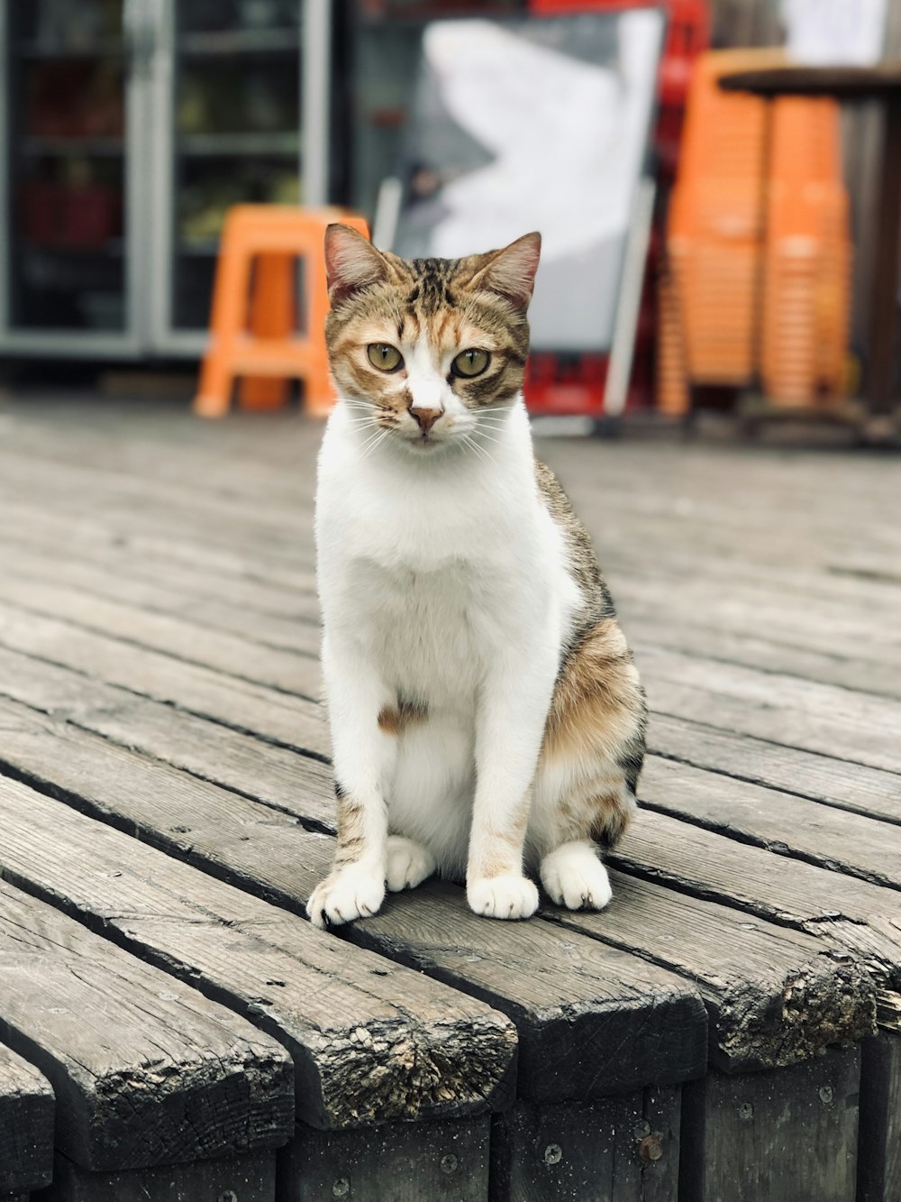 short-fur cat on brown wooden dock