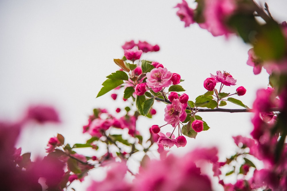 pink flowers in bloom