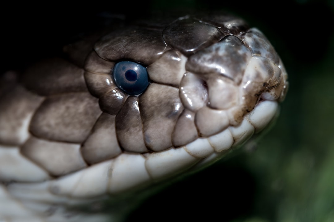 The head of an Asian cobra, Naja kaouthia. This is a highly venomous snake, but they are also a bonus to people in that they eat rats which spread diseases and eat grains. Common in and around rice paddies in South-east Asia.