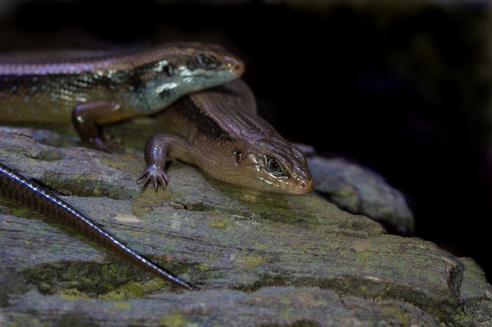 photo of brown lizard