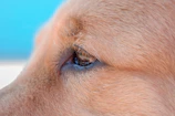 Close-up of a happy dog with a gentle blue background symbolizing trust and care.
