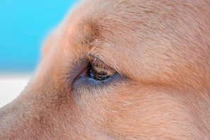 Close-up of a happy dog with a gentle blue background symbolizing trust and care.