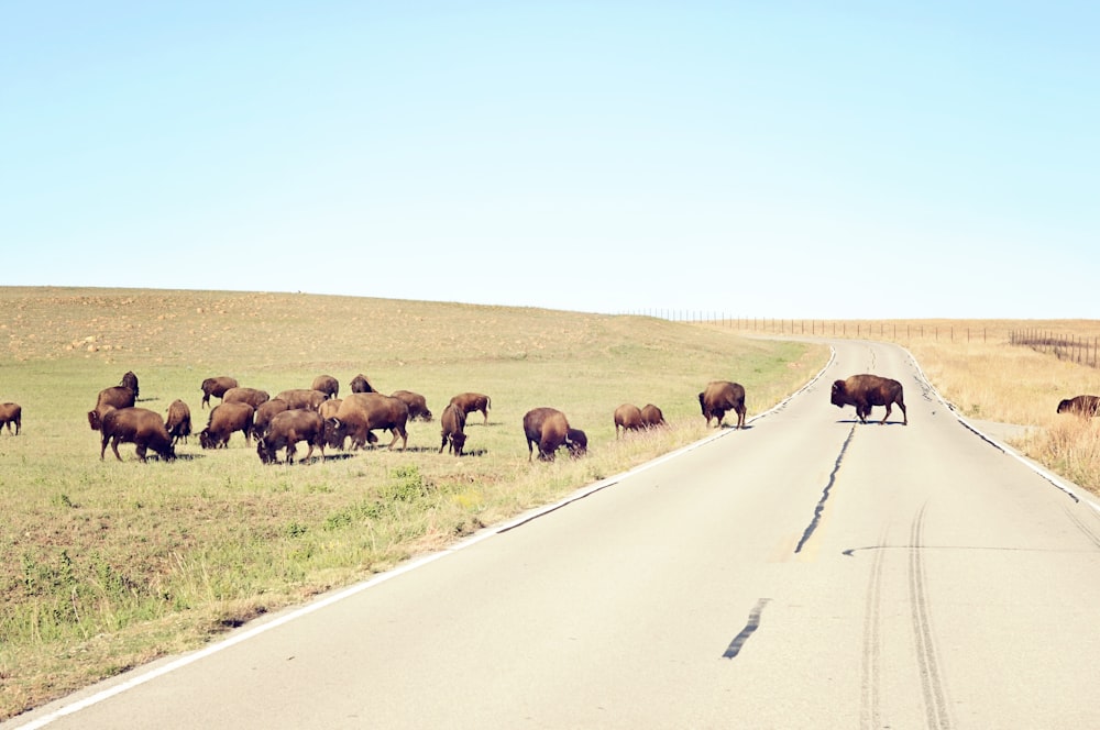 herd of brown bison