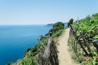 A dirt path winds between lush vineyards overlooking a vast, calm blue sea. Wooden fences line the edges of the path, and verdant grapevines stretch along the hillside. In the distance, rugged cliffs and a clear sky meet the horizon.