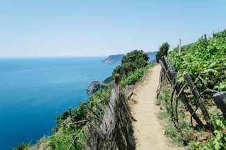A dirt path winds between lush vineyards overlooking a vast, calm blue sea. Wooden fences line the edges of the path, and verdant grapevines stretch along the hillside. In the distance, rugged cliffs and a clear sky meet the horizon.