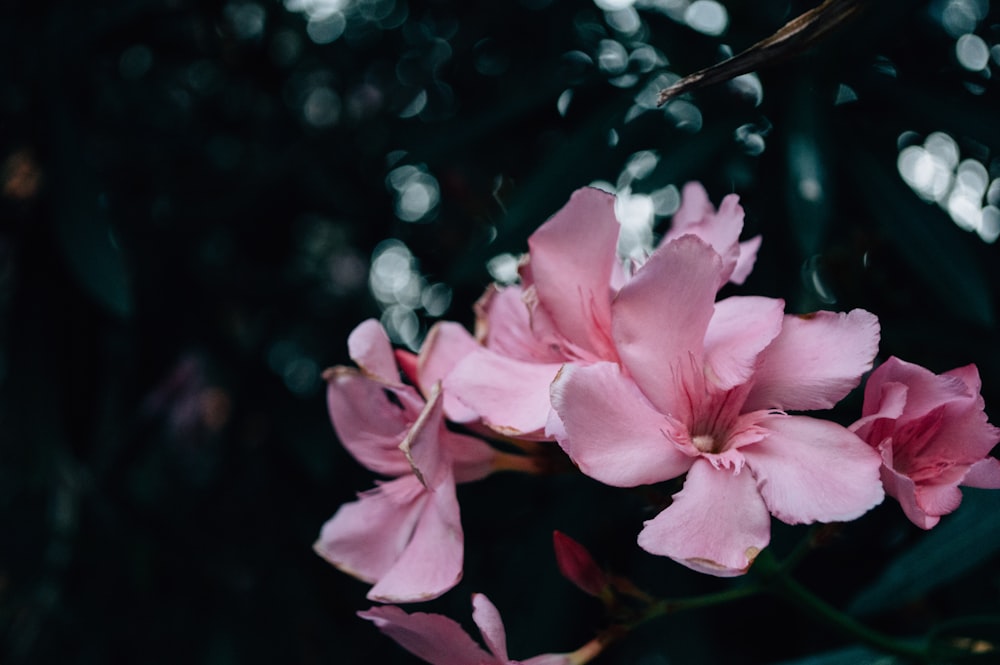 shallow focus photography of pink flowers