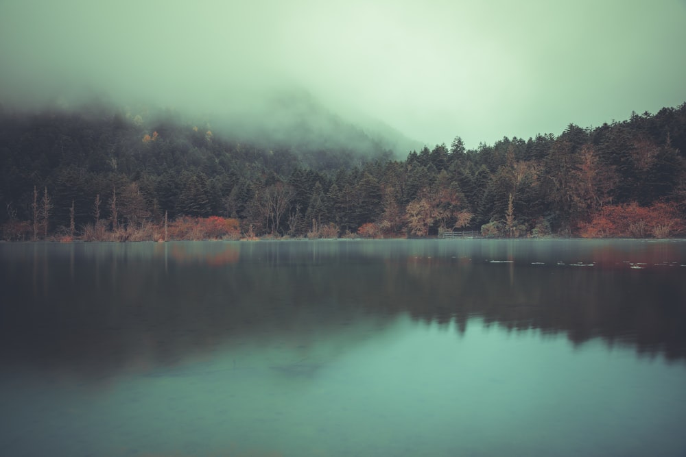 forest near lake view during daytime