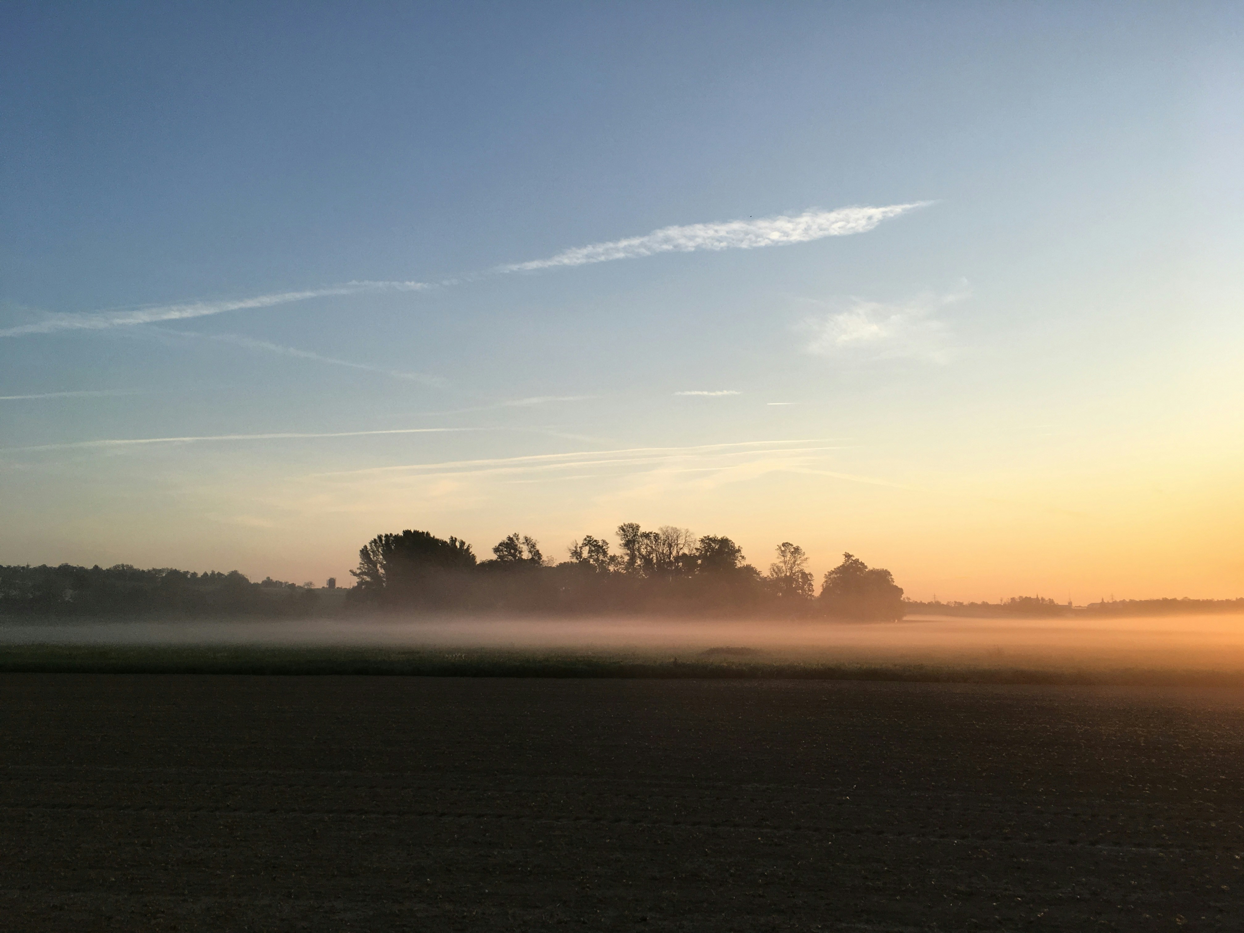 árboles bajo cielos azules