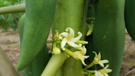 Close-up of several green papayas hanging on a tree, with delicate white and yellow flowers blooming from the stem.