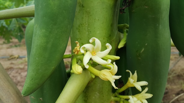 Close-up of several green papayas hanging on a tree, with delicate white and yellow flowers blooming from the stem.