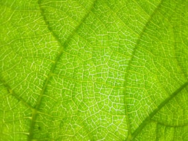 A close-up view of a leaf displaying intricate vein patterns. The leaf is vibrant green with translucent areas, highlighting the network of veins running throughout.