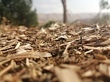 A close-up view of dry, brown plant material, possibly mulch or straw, with a blurred background of trees and a hazy sky.