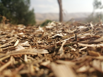 A close-up view of dry, brown plant material, possibly mulch or straw, with a blurred background of trees and a hazy sky.