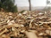 Close-up of rich, shredded eucalyptus mulch spread evenly around garden plants.