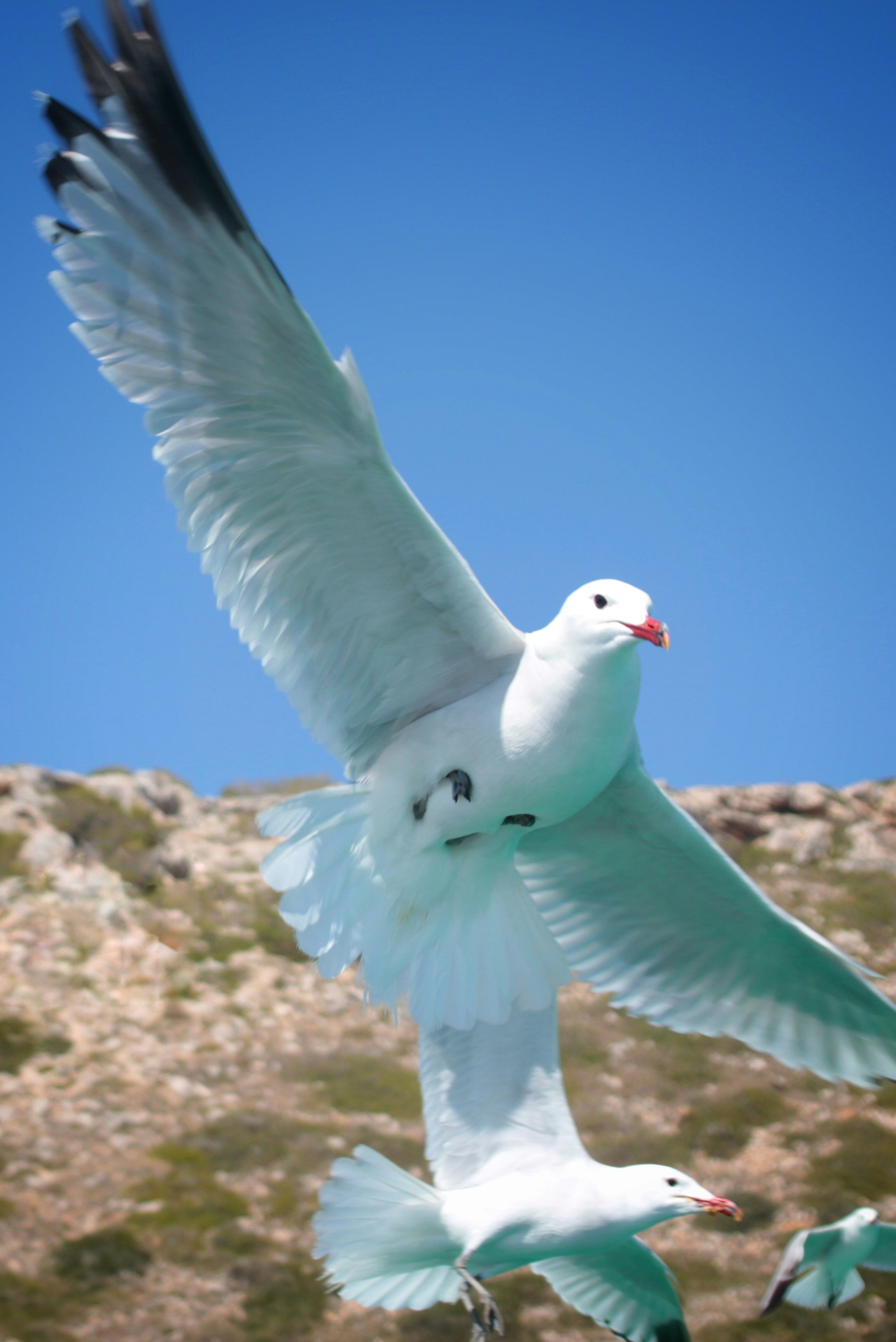 weißer Vogel