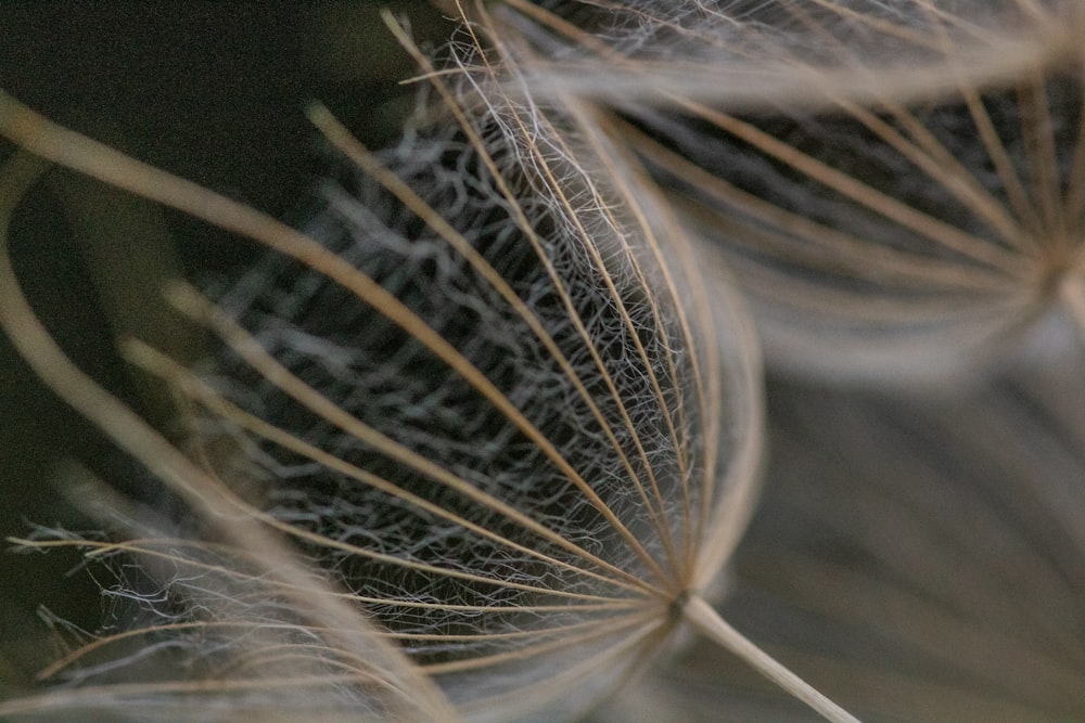 white dandelion