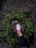 A happy customer wearing Voltz Steps shoes while walking in a park.