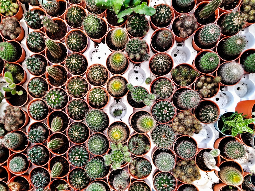 cactus plant lot