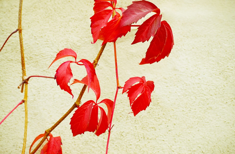 plante à feuilles rouges