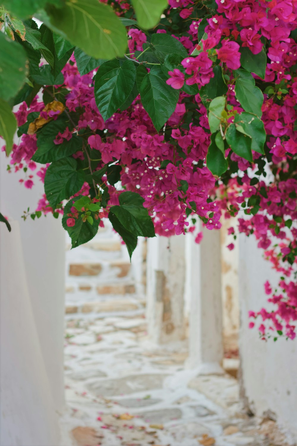 purple-petaled flowers