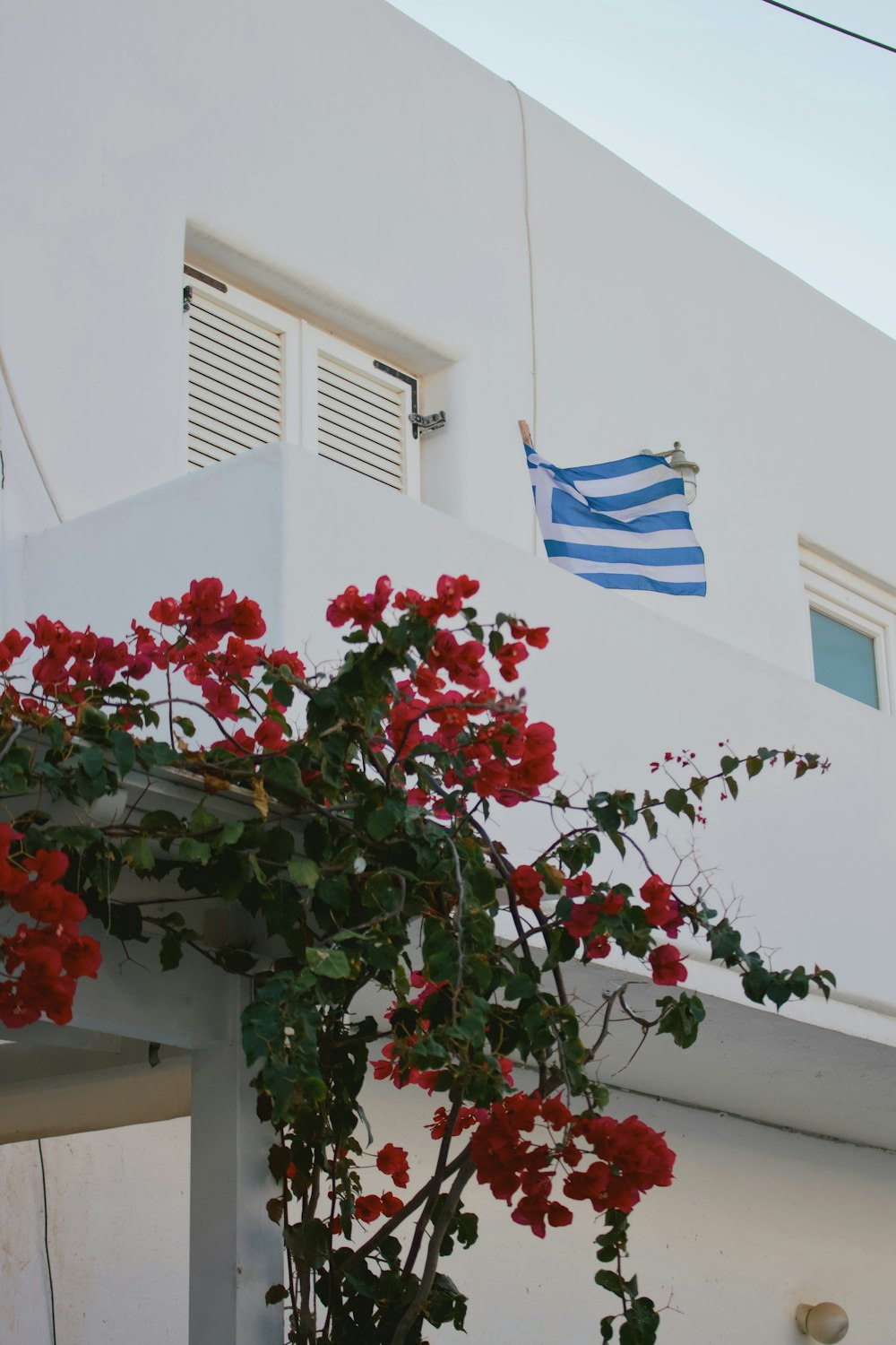 red flowers and white and blue waving flag