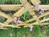 A close-up of wildflowers blooming beside a rustic wooden fence.