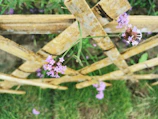 Close-up of wildflowers blooming along a rustic wooden fence.