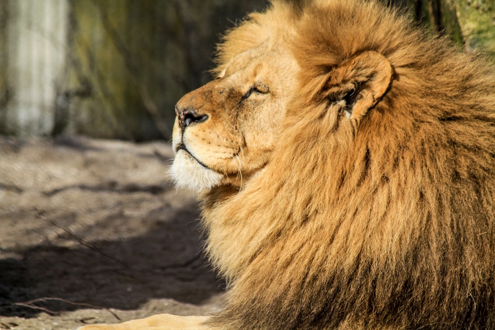 brown lion on prone position during daytime