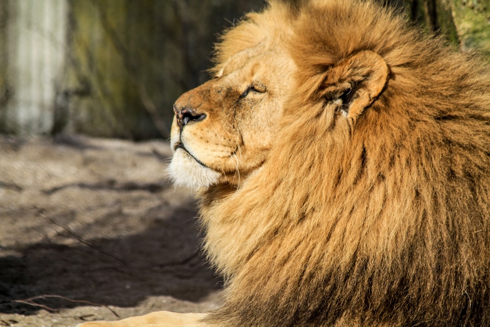 日中のうつ伏せの姿勢の茶色のライオン