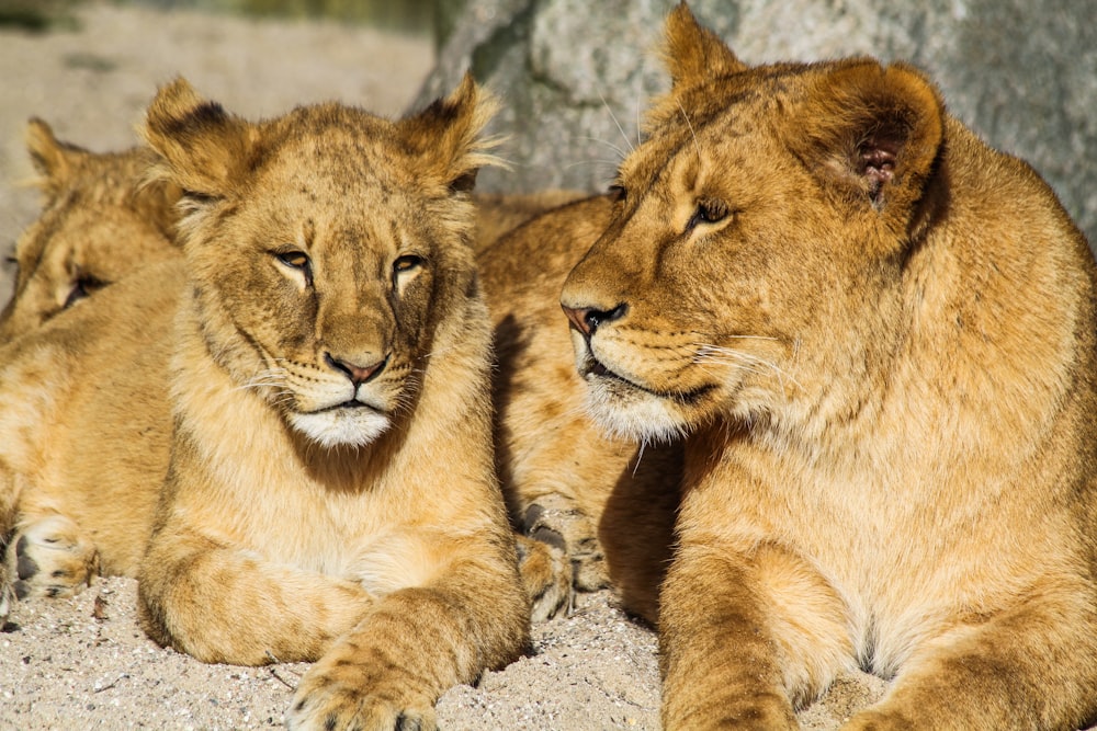 several lions