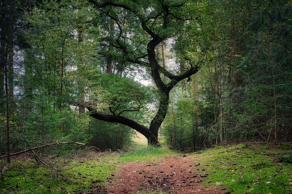 tree at the forest view during daytime