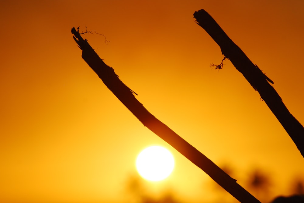 silhouette of two sticks