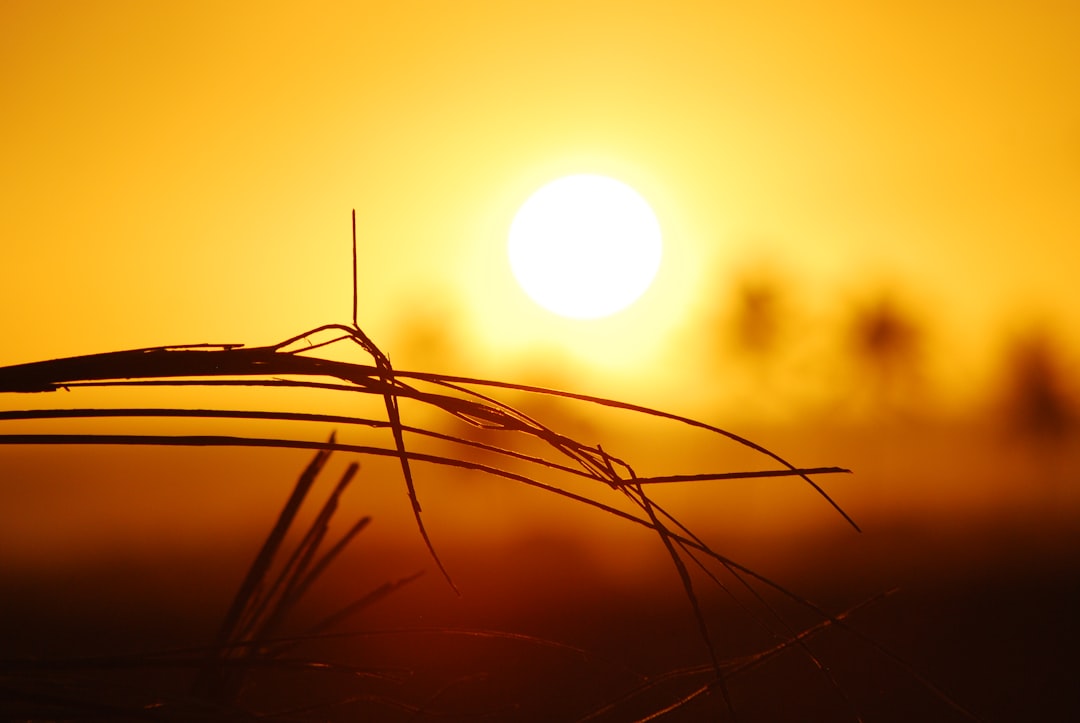 brown grass during sunrise