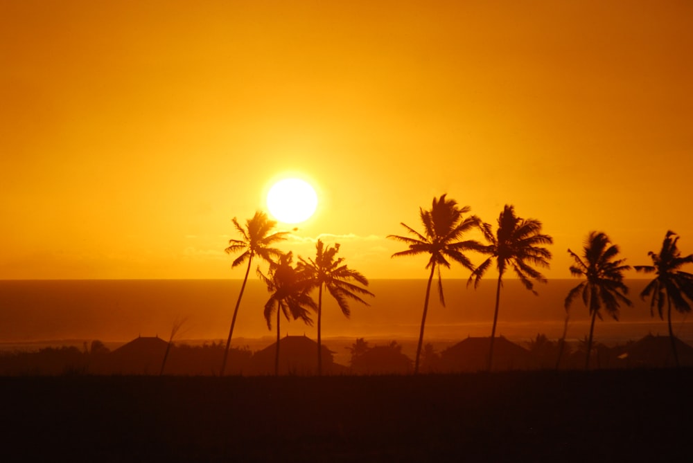 palm trees during golden hour