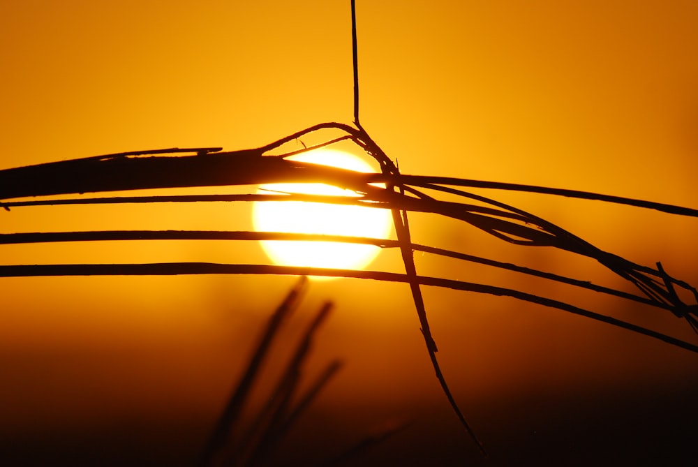 silhouette d'herbe sous le coucher du soleil